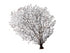 black sea fan coral